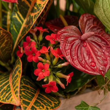 Grupo de Plantas Luxury | Decoración Natural Premium para Hogar u Oficina 2