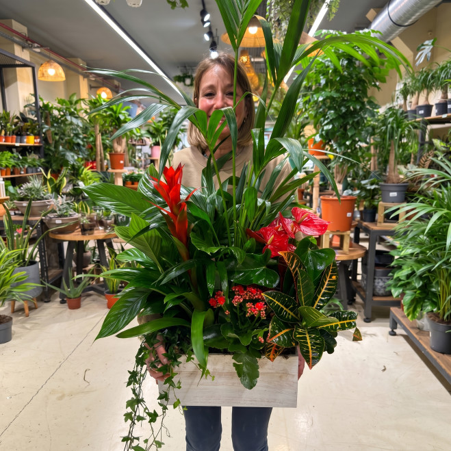 Grup de Plantes Luxury | Decoració Natural Premium per a Llar o Oficina