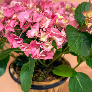 Hortensias Rosadas en Base de Madera | Decoración Natural 2