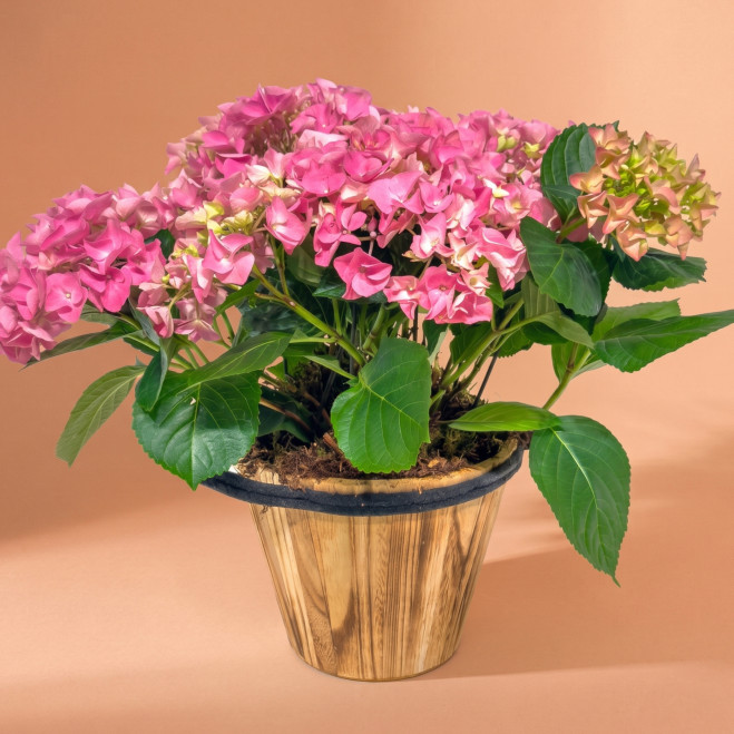 Hortensias Rosadas en Base de Madera | Decoración Natural