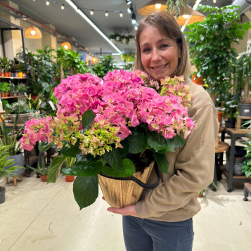 Hortensias Rosadas en Base de Madera | Decoración Natural