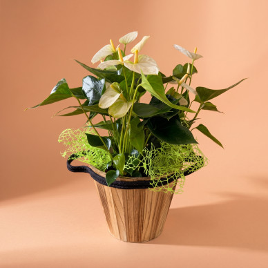 Compra Elegant Anthurium amb Test de Fibra a Barcelona | Plantes d'Interior