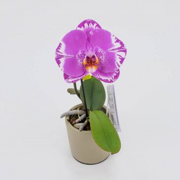 Comprar Phalaenopsis XXL 1 flor Barcelona