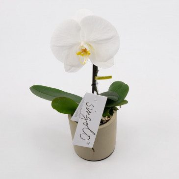 Comprar Phalaenopsis XXL 1 flor Barcelona