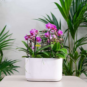 Comprar Mini phaleanopsis doble en cerámica Barcelona