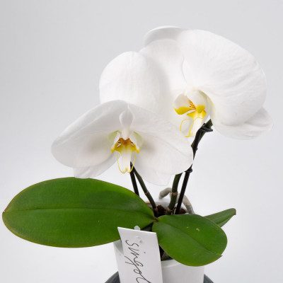 Comprar Phalaenopsis XXL 2 flors Barcelona