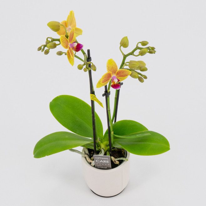 Comprar Mini phalaenopsis Barcelona