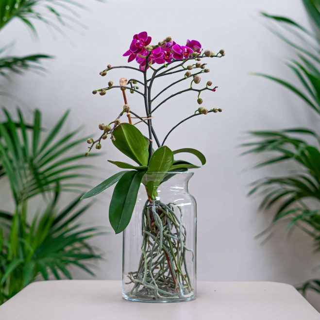 Comprar Mini phalaenopsis en jarrón Barcelona