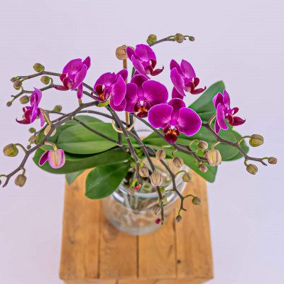 Comprar Mini phalaenopsis en gerro de vidre Barcelona