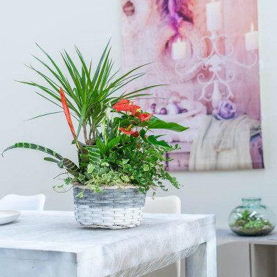 Comprar Composició plantes marginata, anthurium vermell Barcelona
