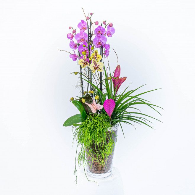 Comprar Gerro orquídia lila i groga Barcelona
