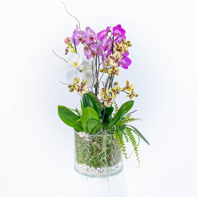 Comprar Cilindre vidre orquídia mix Barcelona