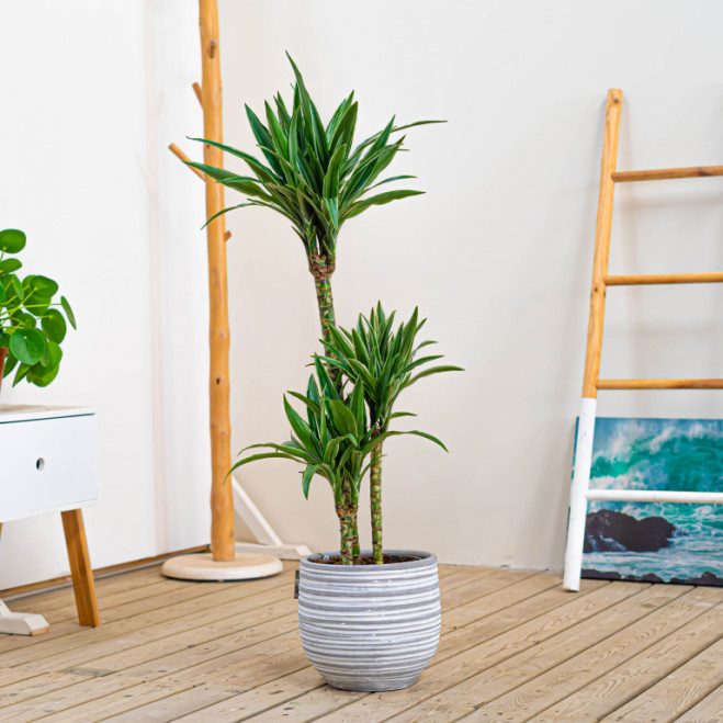 Comprar Dracaena Deremensis Barcelona