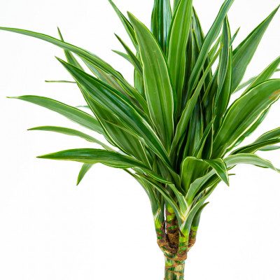 Comprar Dracaena Deremensis Barcelona