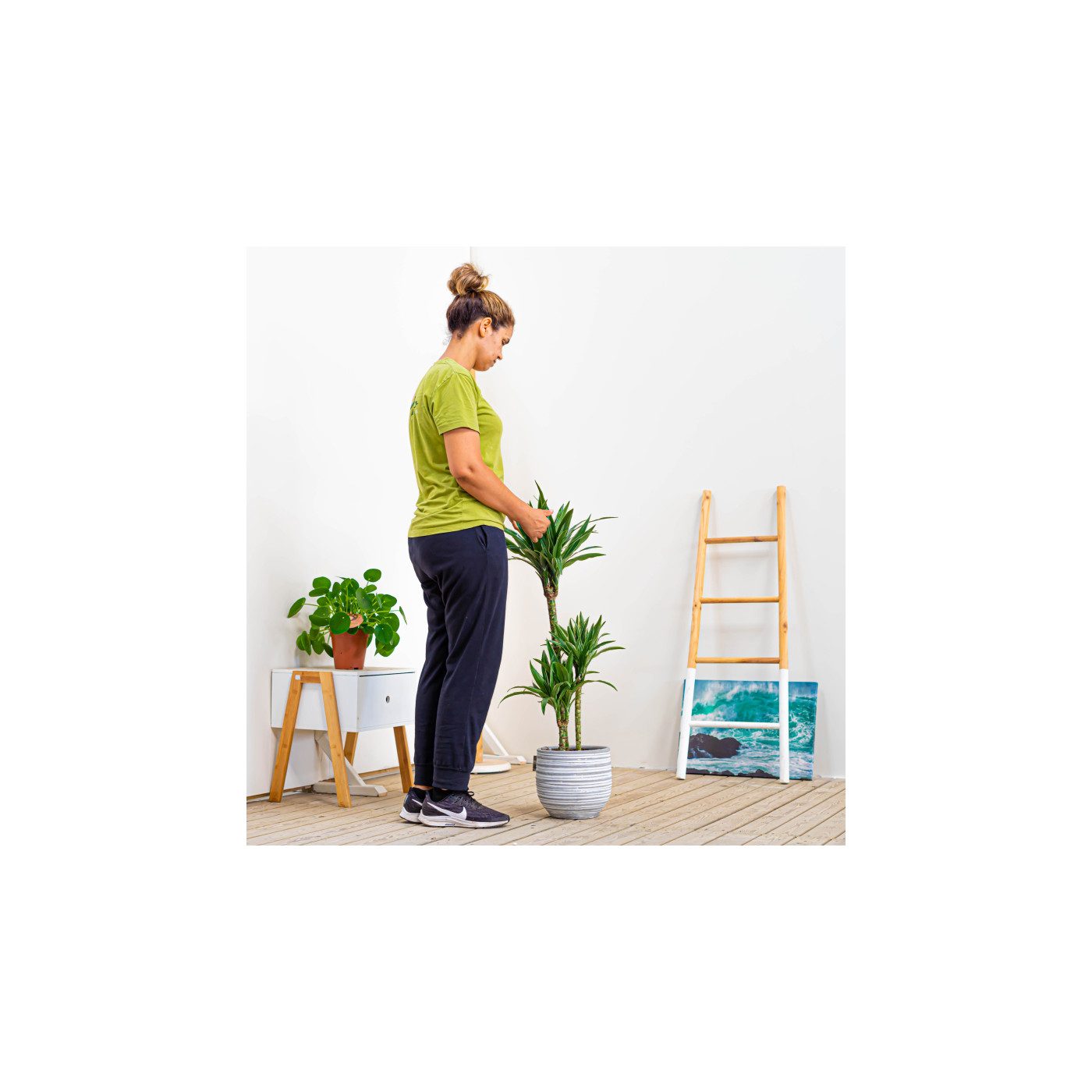 Comprar Dracaena Deremensis Barcelona