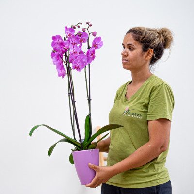 Comprar Phalaenopsis Barcelona