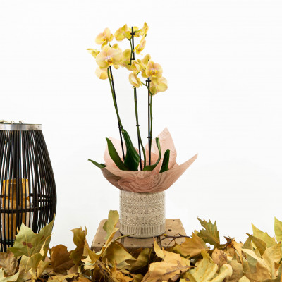 Comprar Phaleanopsis amb base de ceràmica decorativa Barcelona