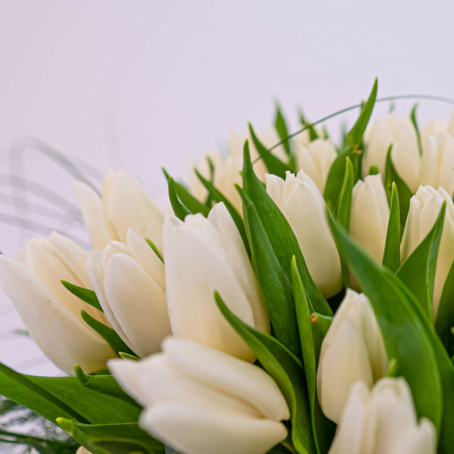 Comprar 51 tulipans blancs Barcelona