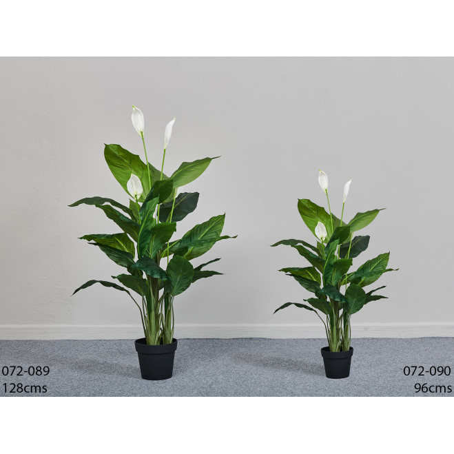 Comprar Spathiphyllum Barcelona