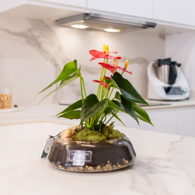 Comprar Anthurium en base de vidre Barcelona