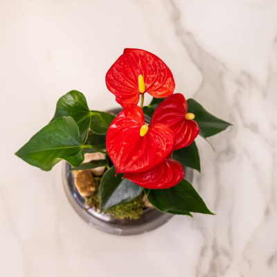 Comprar Anthurium en base de crsital Barcelona