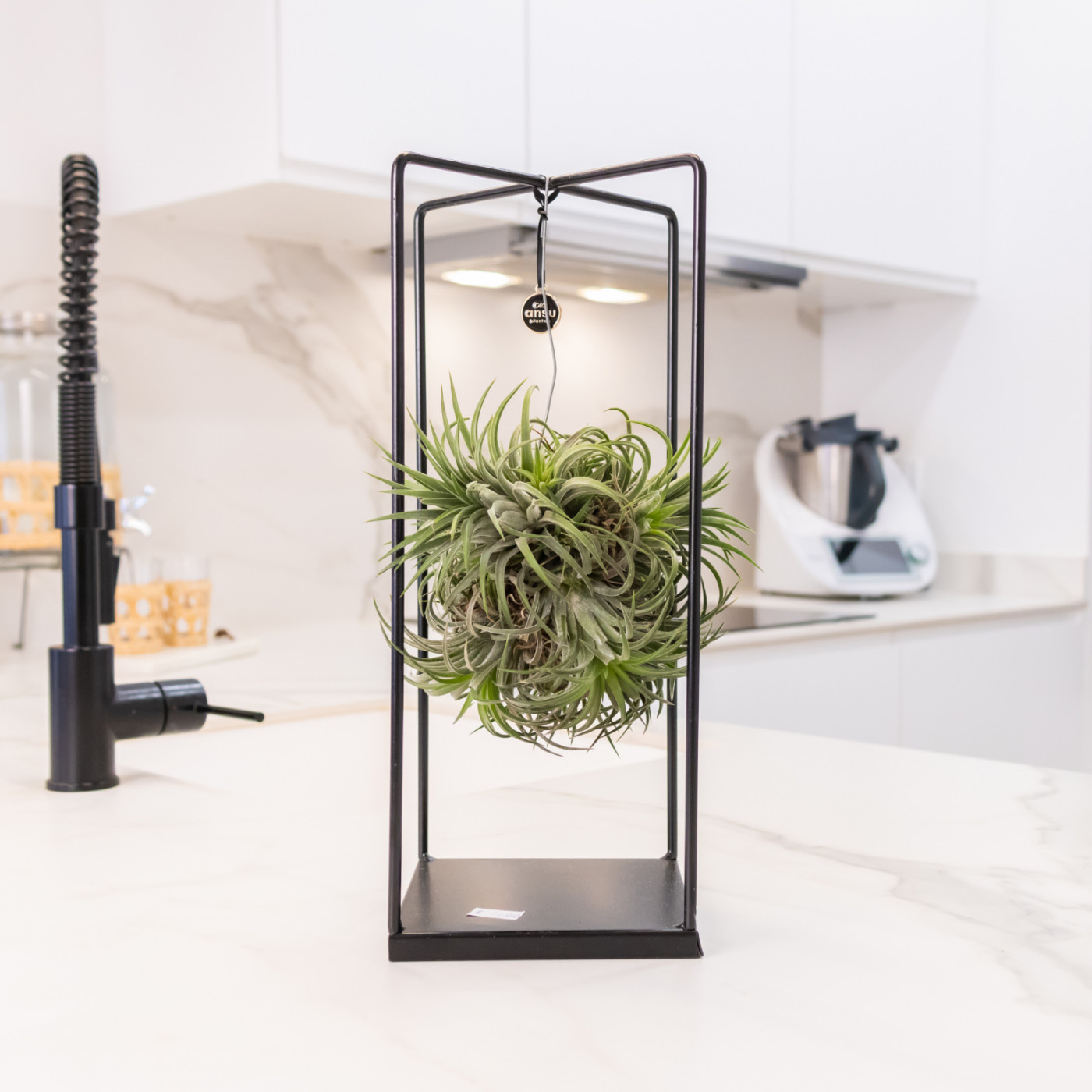 Comprar Tillandsia con Estructura de Metal Barcelona