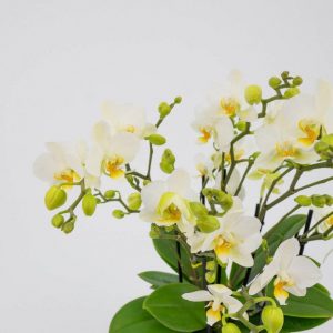 Mini phalaenopsis cerámica - Blanca