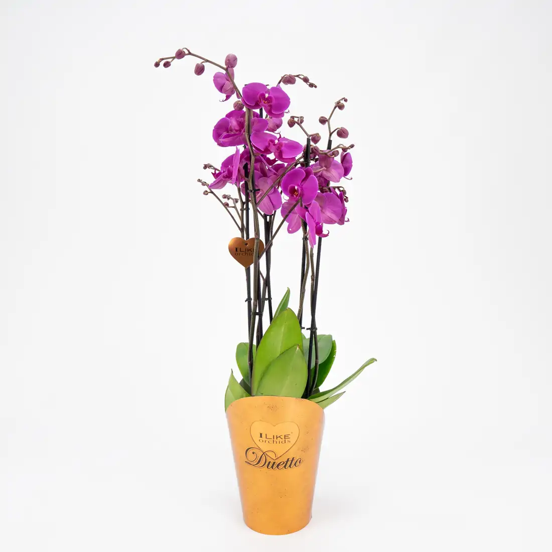 🌸 Cómo cuidar una Phalaenopsis: Guía de la orquídea más elegante por Floristería Navarro