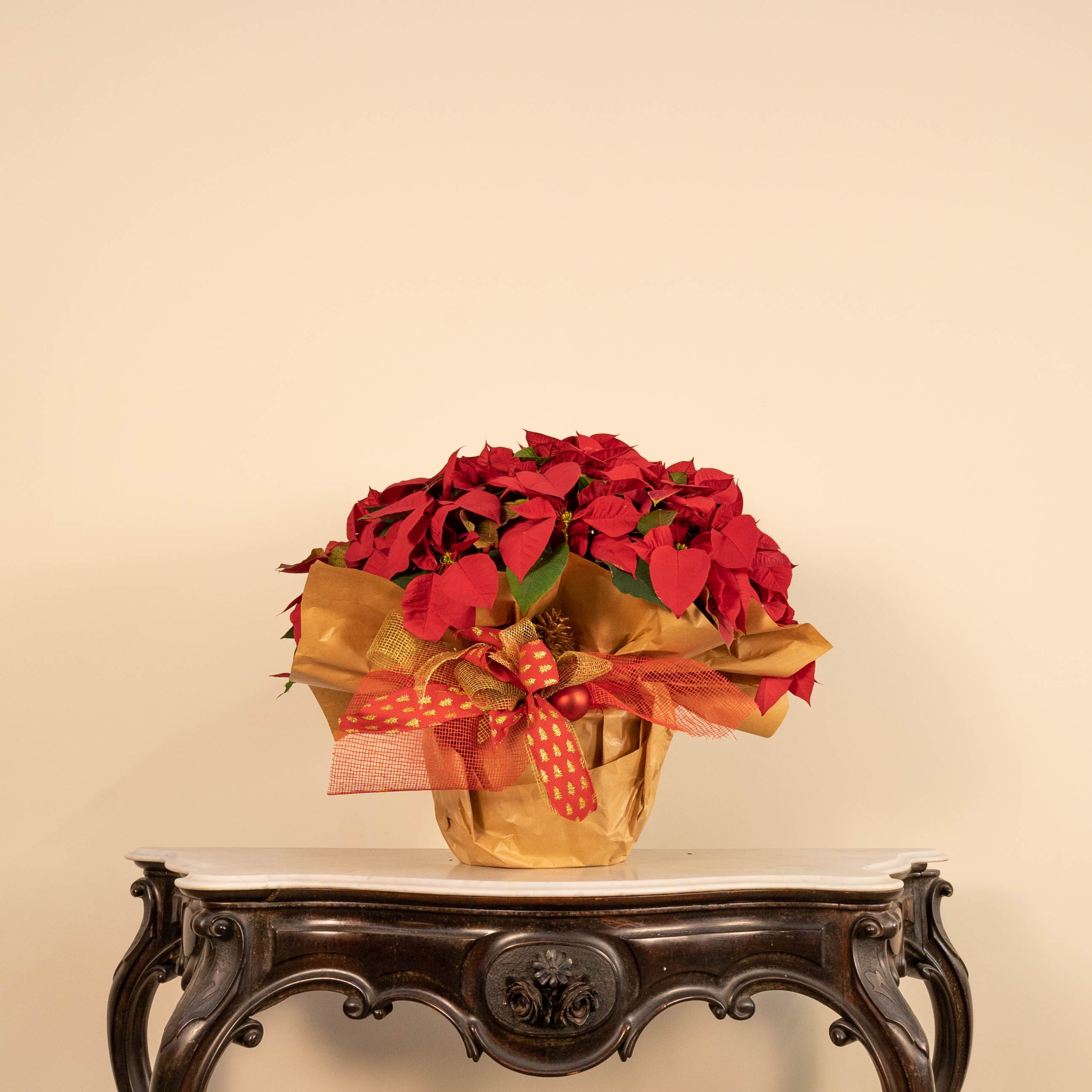 Cuidado de las poinsettias