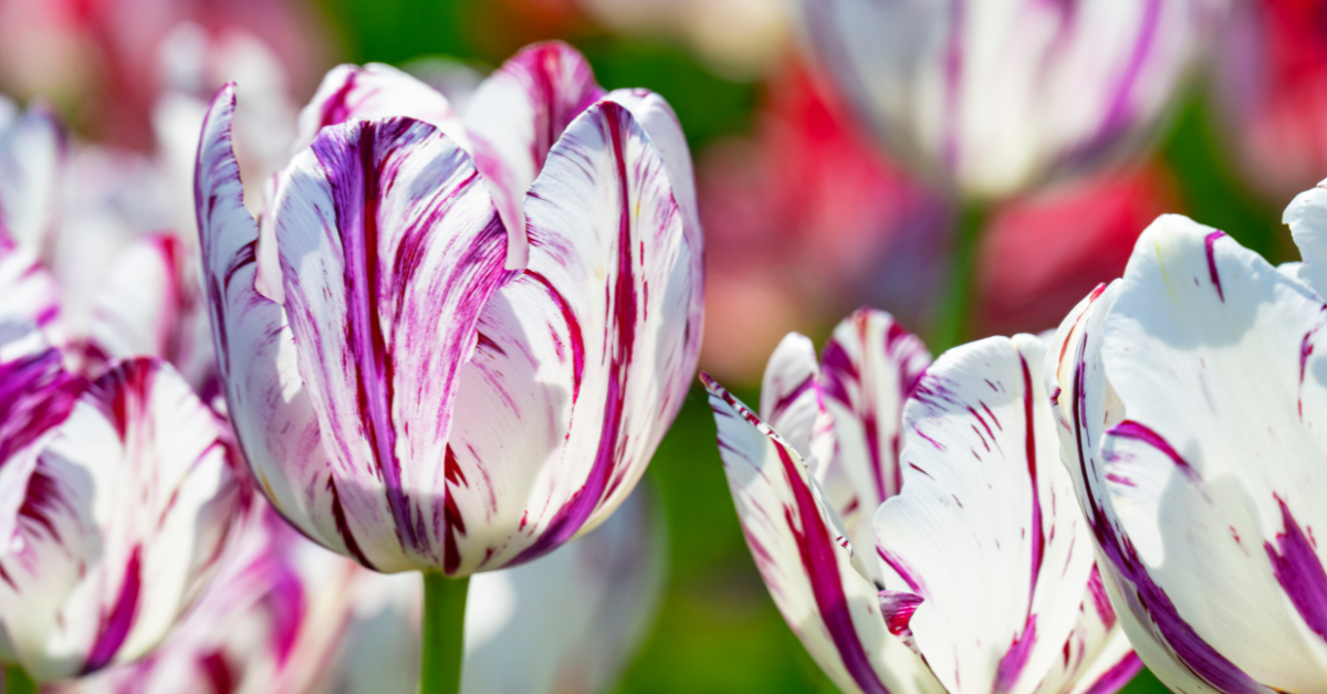 Guía de cuidados para tulipanes