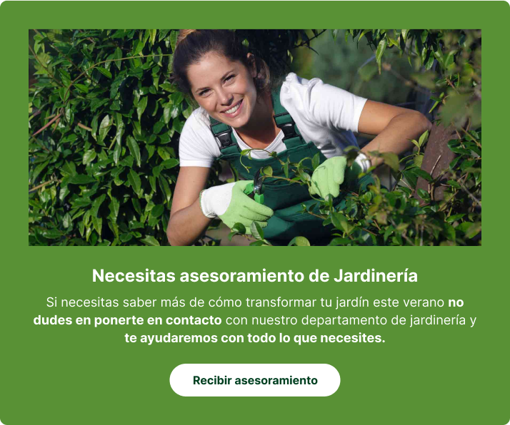 Plantas de interior con Propiedades Medicinales