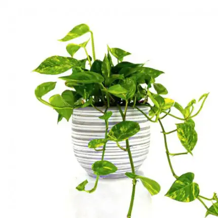 🌿 Cómo cuidar un Pothos: Guía práctica de Floristería Navarro