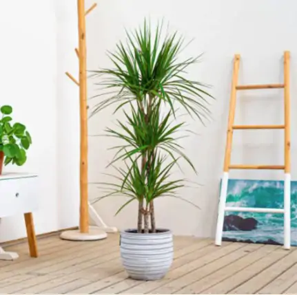 🌿 Cómo cuidar una Dracaena marginata: Guía práctica de Floristería Navarro