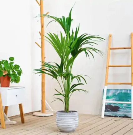 🌴 Cómo cuidar una Kentia: Guía experta de Floristería Navarro