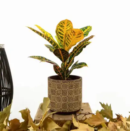 🍁 Cómo cuidar un Croton: Guía de color y salud por Floristería Navarro