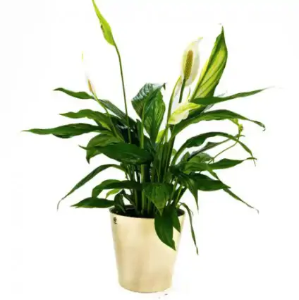 🌿 Cómo cuidar un Spathiphyllum: Guía completa de Floristería Navarro