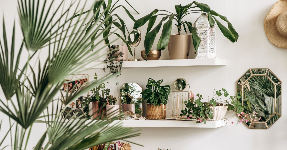 Plantas y flores para atraer la buena energía en casa