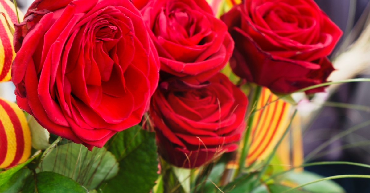 Sant Jordi: el origen de la rosa y por qué se regala el 23 de abril