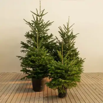 Cómo cuidar tu abeto de Navidad natural