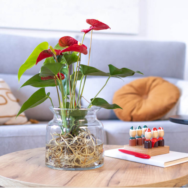 Plantas con flor que aguantan el verano