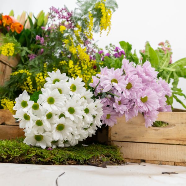 Margarida: la flor del mes d’abril