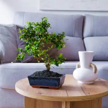 Regalar Plantas y Flores en una Jubilación: El Detalle Natural que Marca la Diferencia