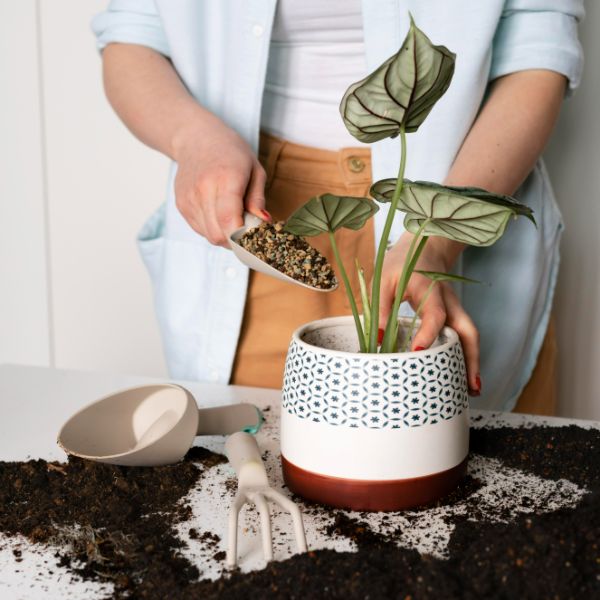 ¿Cómo trasplantar una planta? Guía completa