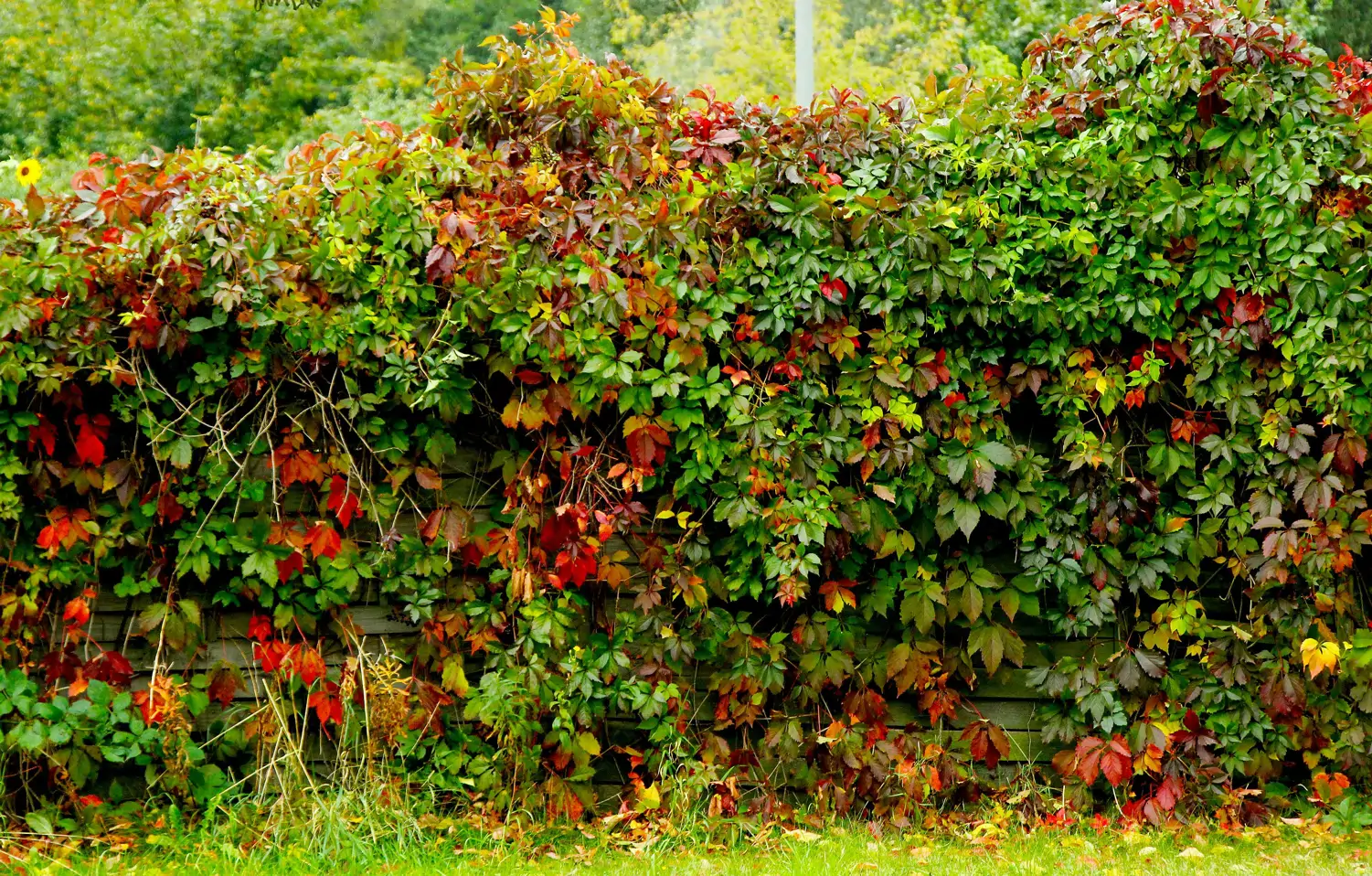 Bienvenido Otoño: Cómo Decorar tu Balcón en Barcelona con Plantas de Temporada