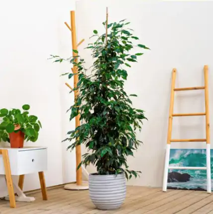 🌿 Cómo cuidar un Ficus benjamina: Guía esencial de Floristería Navarro