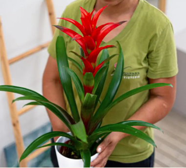 🌿 Cómo cuidar una Guzmania: Guía completa de Floristería Navarro