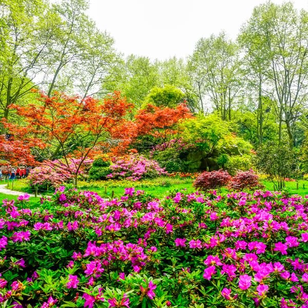 Plantas resistentes al sol