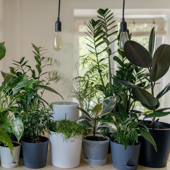 10 plantes que necessiten poca aigua