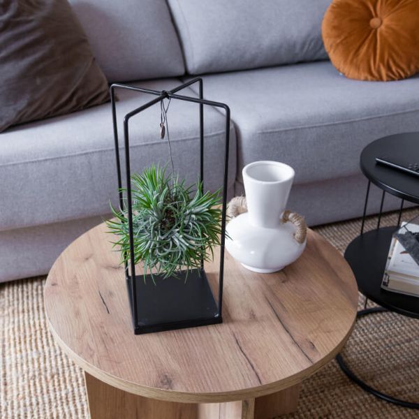 Plantas de aire: qué son, tipos y cuidados