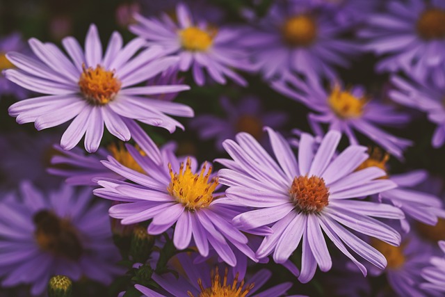 Aster: la flor del mes de setembre